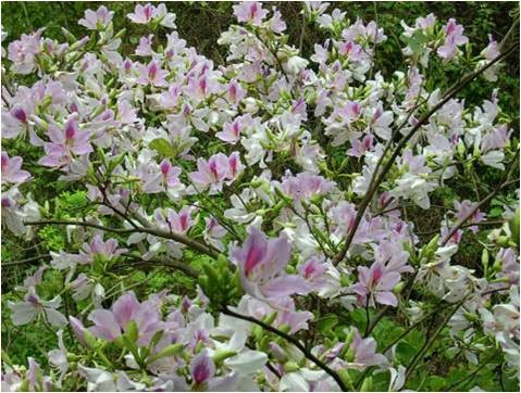 Intriguing white banhinia flower festival - ảnh 1